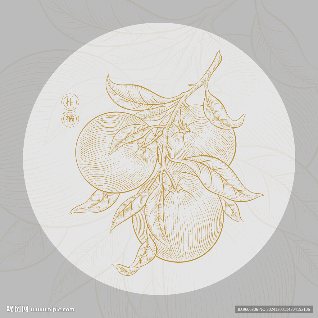  脐橙插画