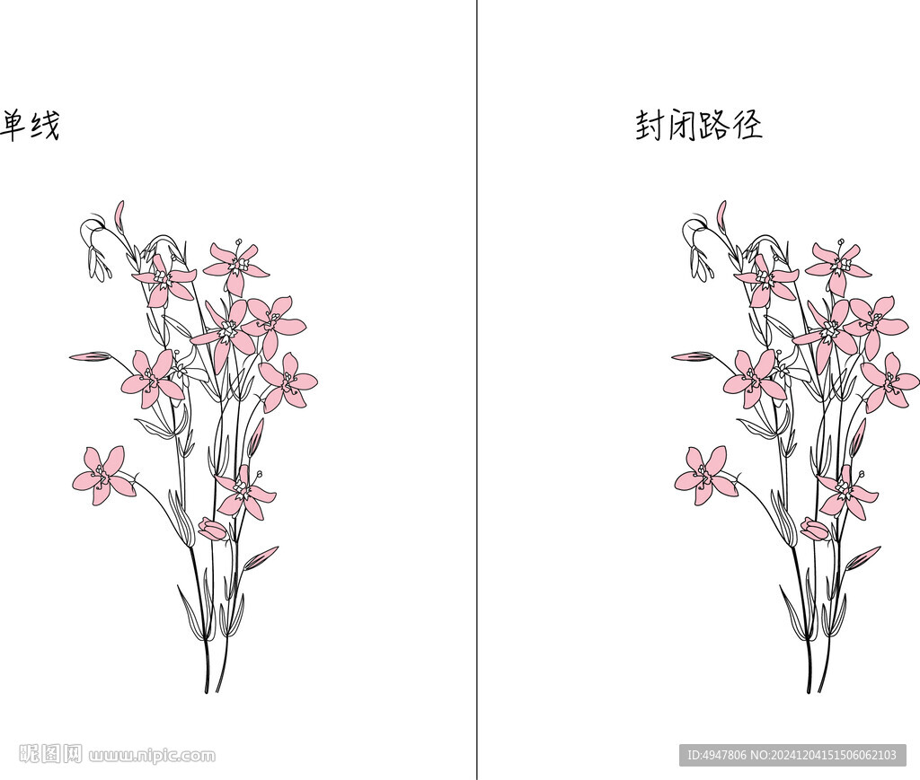 兰花 矢量图