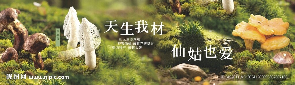 菌类海报