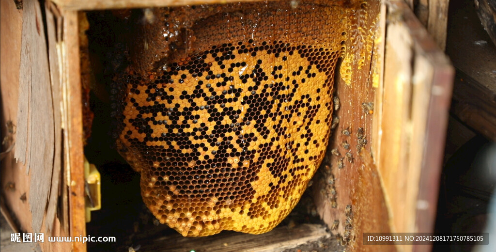 蜂蜜 采蜜视频