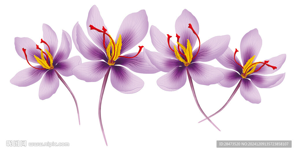 藏红花