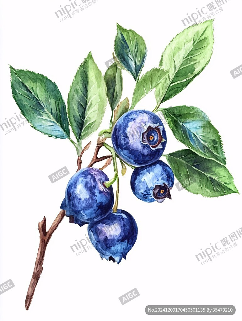 原创蓝莓插画