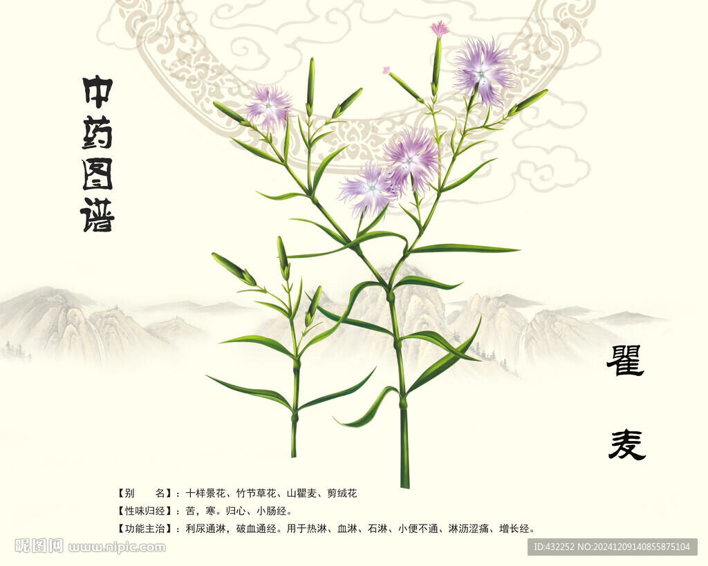 瞿麦中药瞿麦