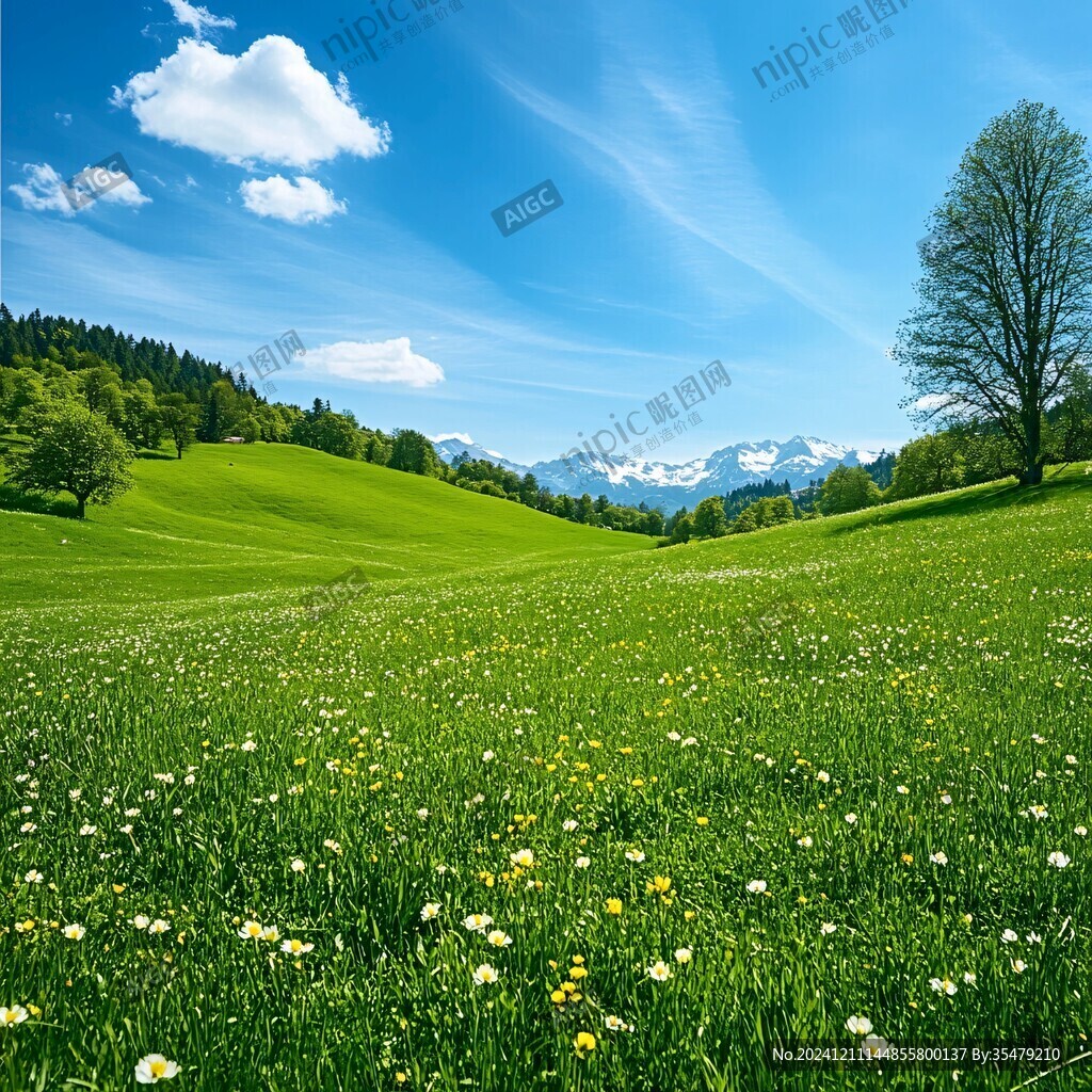 绽放绿地草地美景