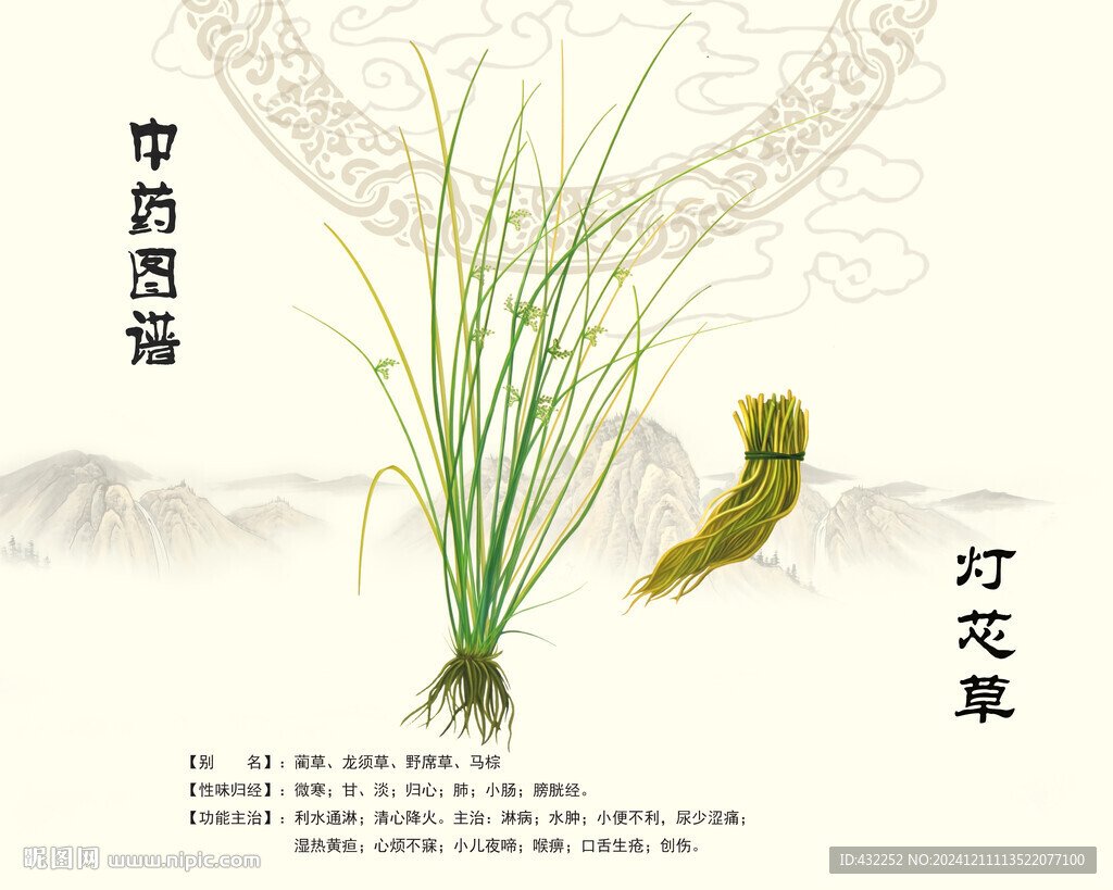 灯芯草中药通草