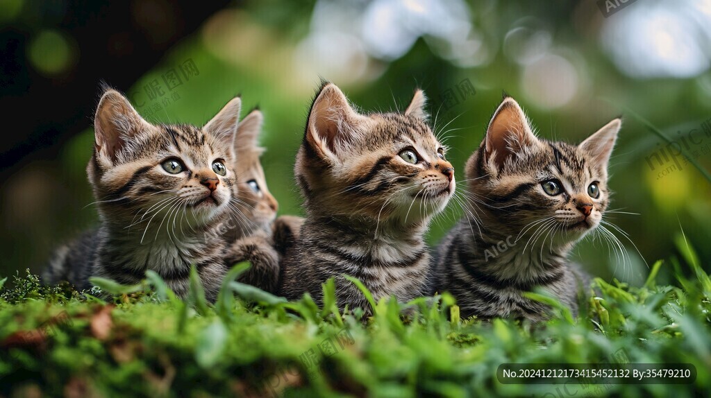 一窝猫素材