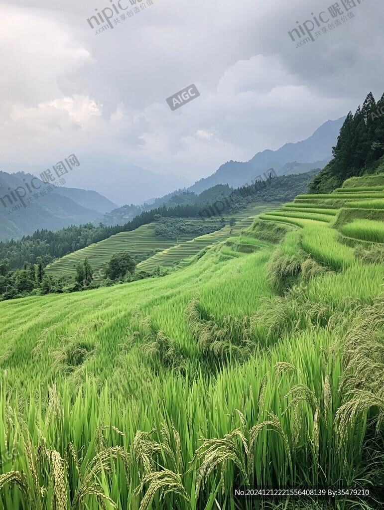 高清乡村稻天