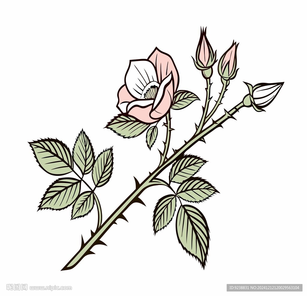 玫瑰花