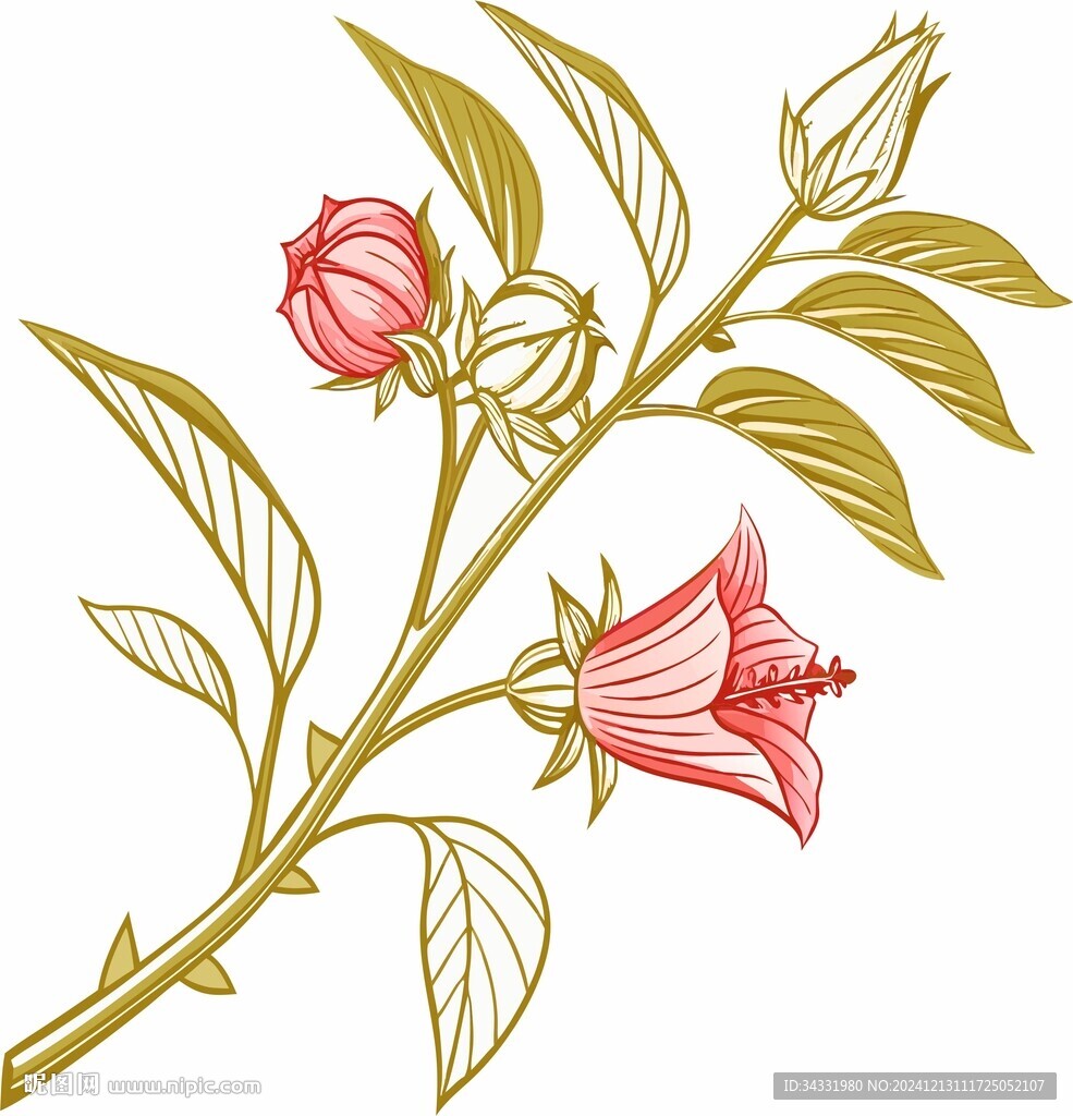 洛神花玫瑰插画
