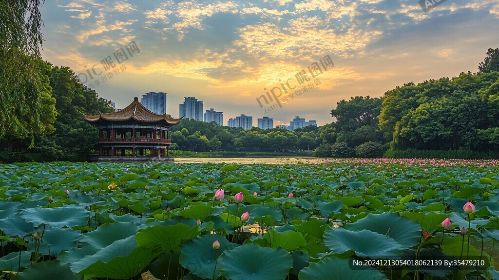 琴台荷花荷叶