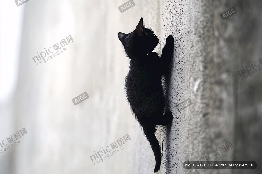 墙头上的小猫咪