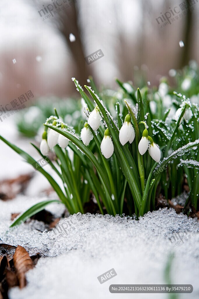 红花白雪绿植