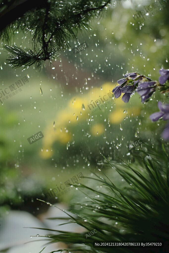 雨珠花影