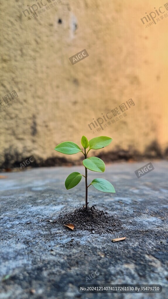 砖缝里长出的小树苗