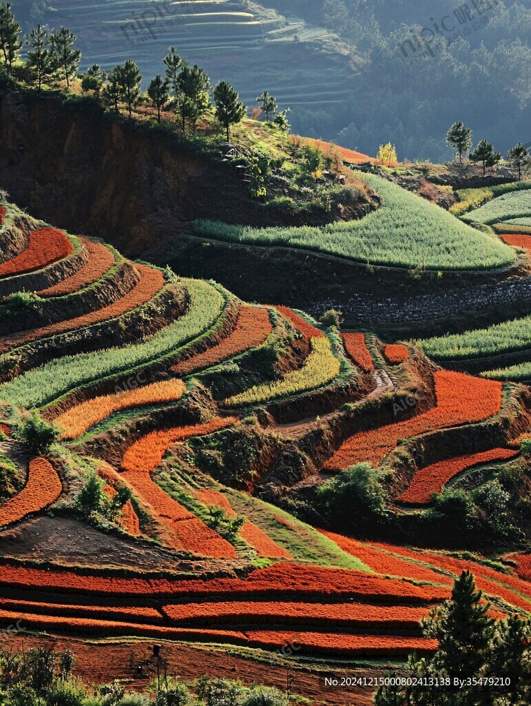绚烂的梯田