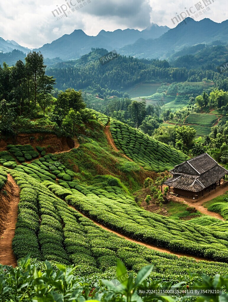 高清茶园图片
