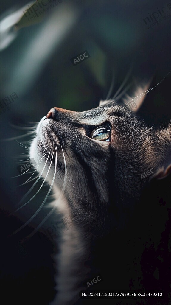 猫咪侧颜