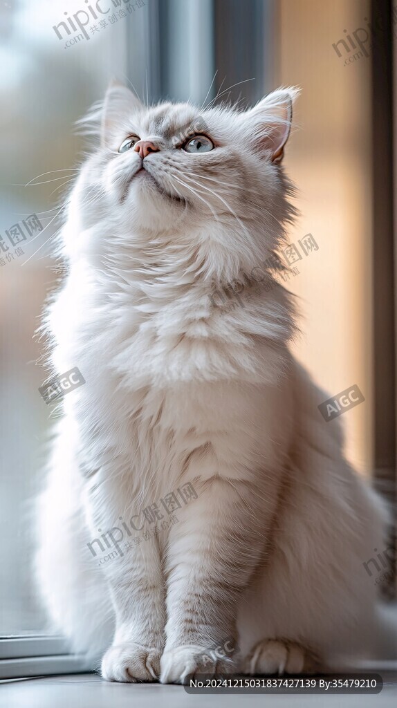 呆萌长毛发猫咪