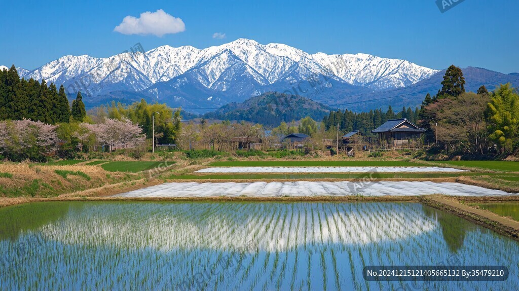 高山冷水田