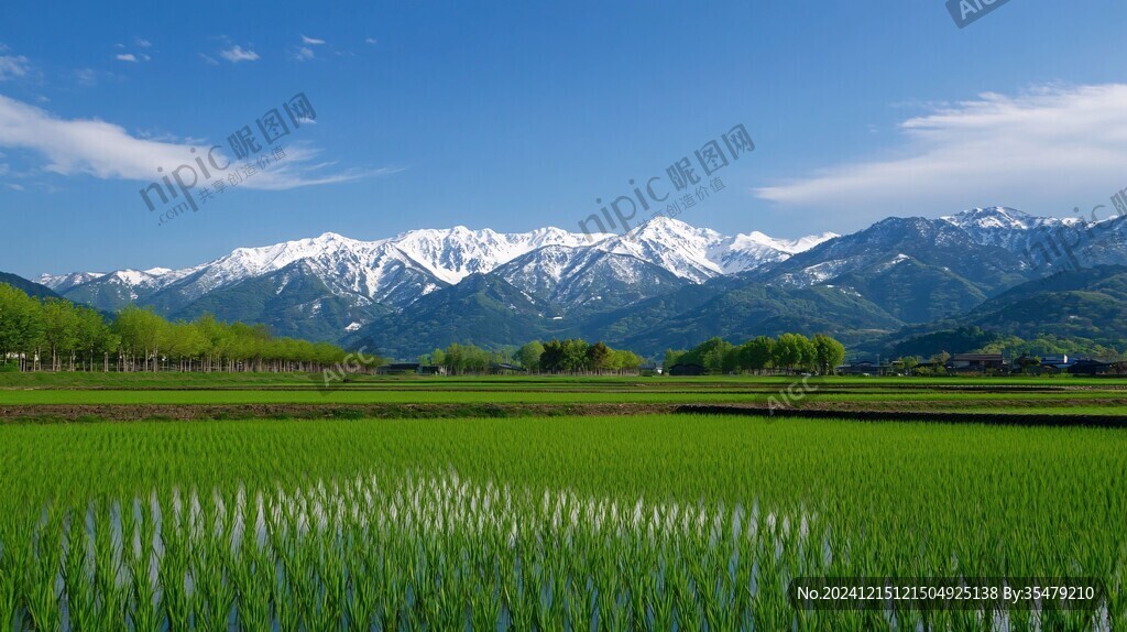 高山冷水田