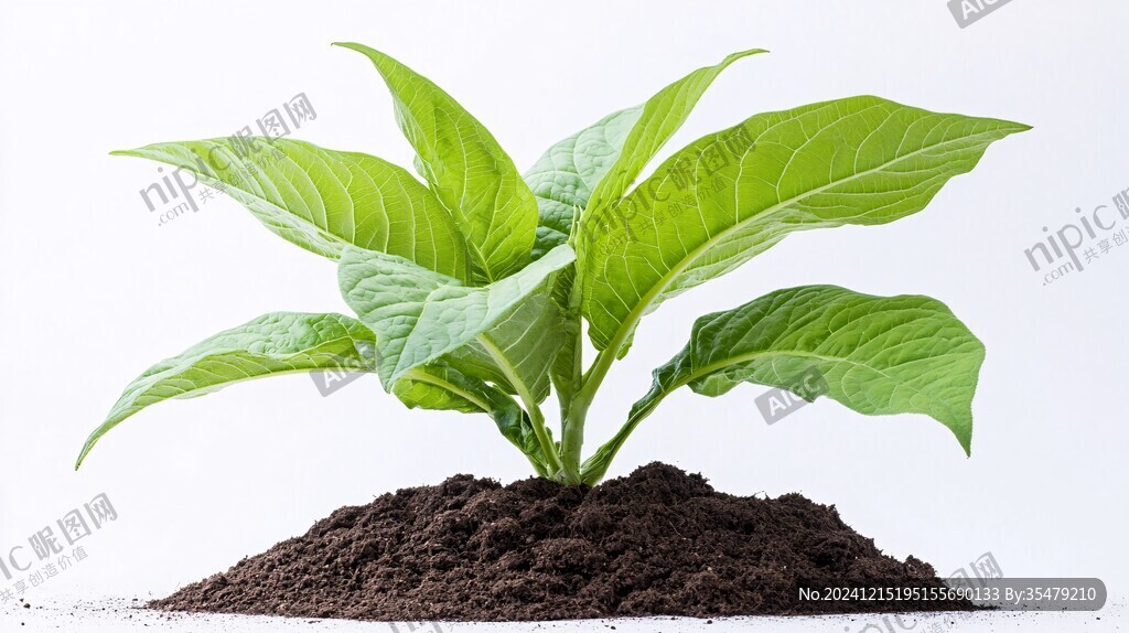 烟草植株