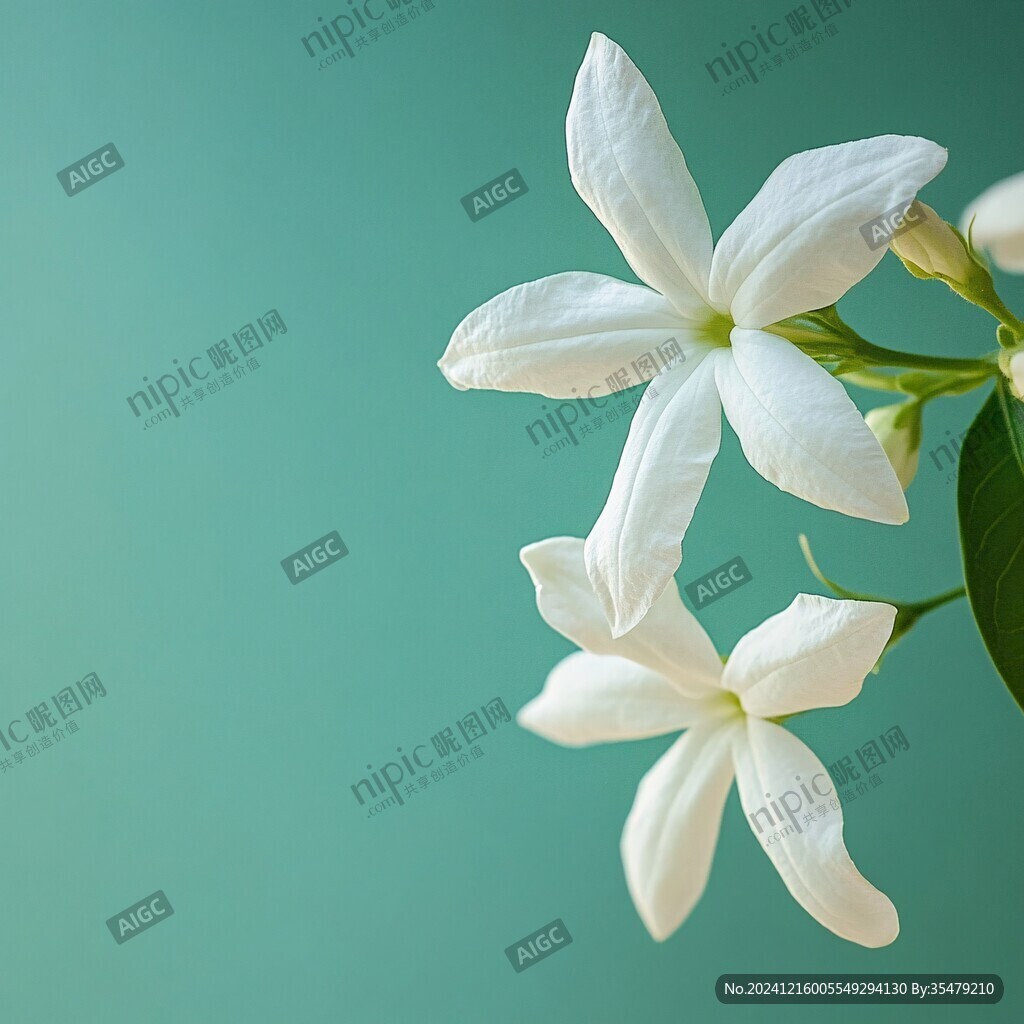 高清柠檬花