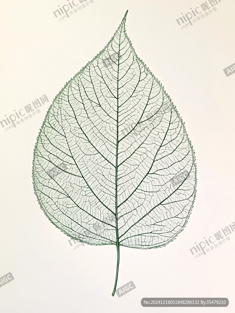 手绘叶脉