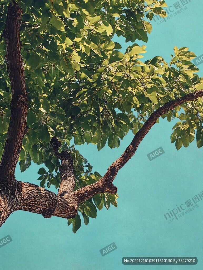 大树树叶绿叶绿荫