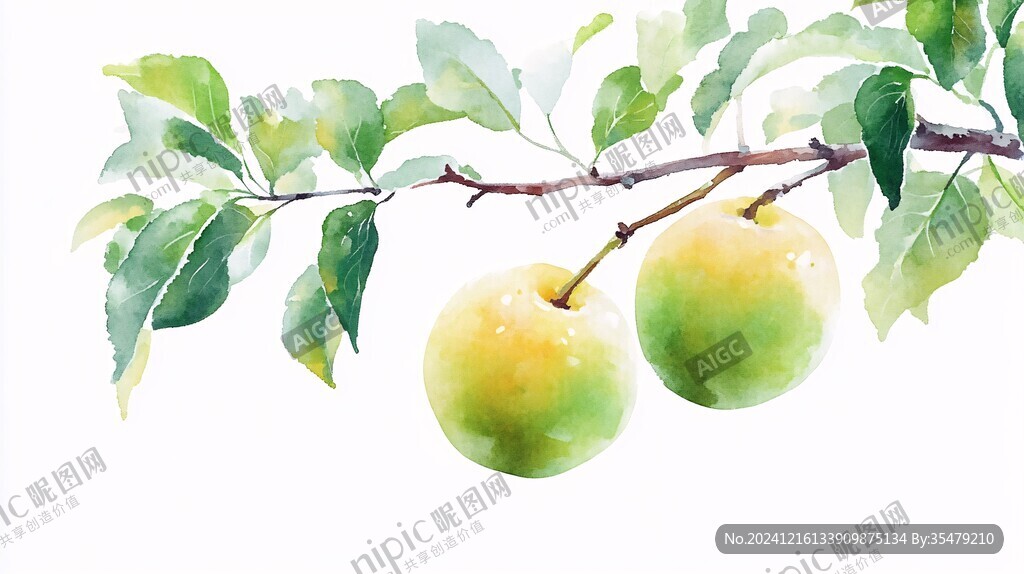 手绘小白杏插画