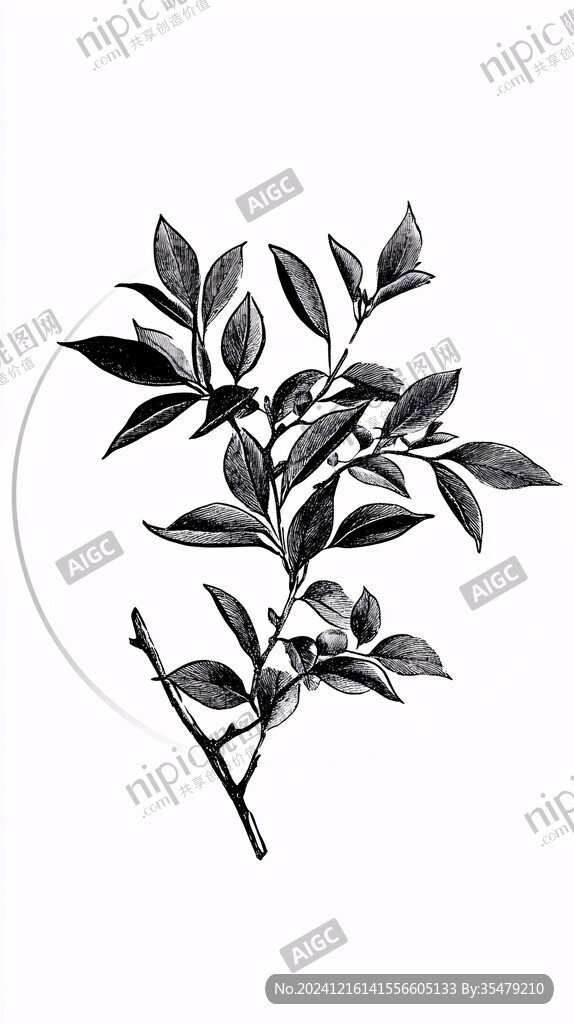 手绘桂花草本
