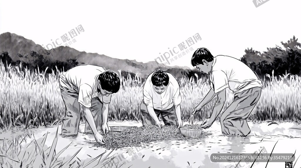 插秧高清手绘