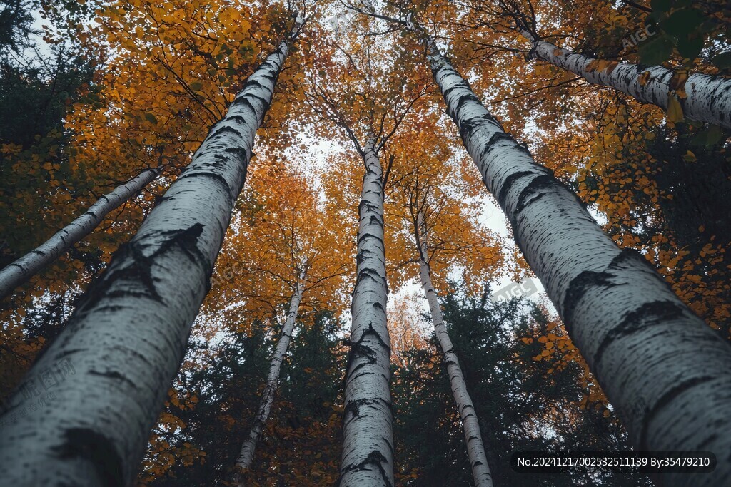 秋天森林美景白桦树