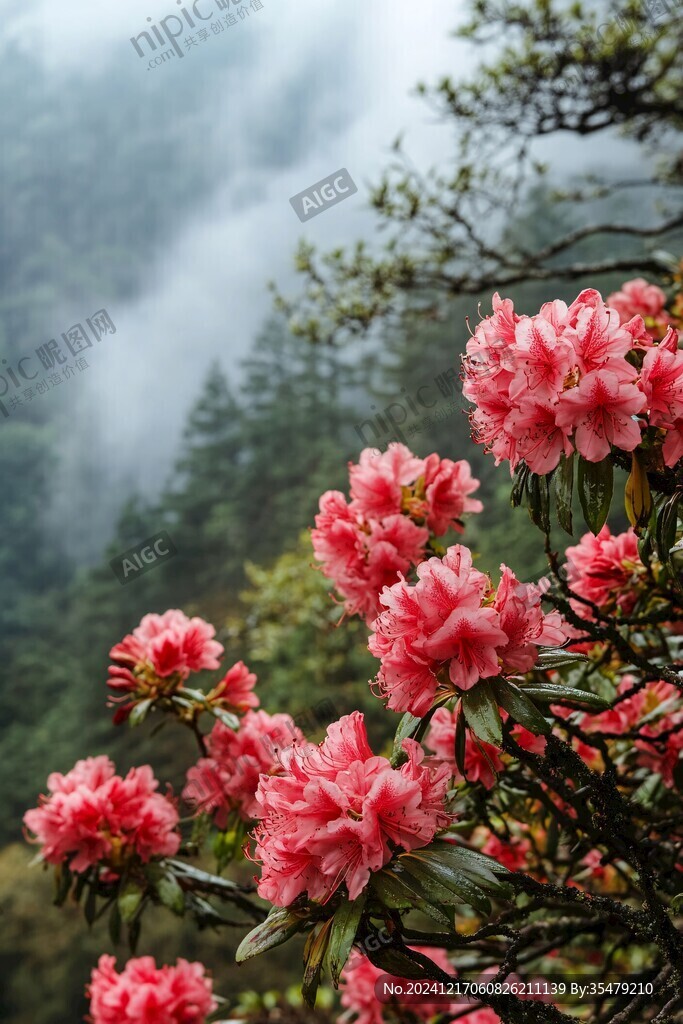 春雨杜鹃