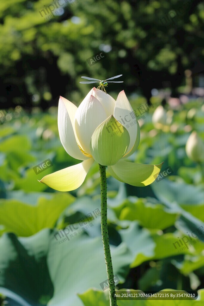 蜻蜓荷苞