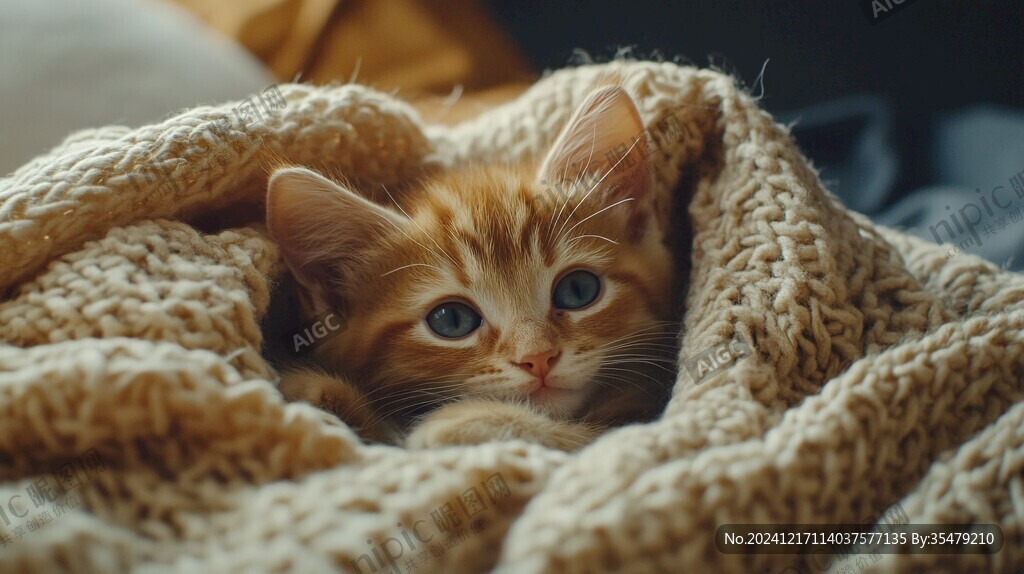 宠物喵咪橘猫
