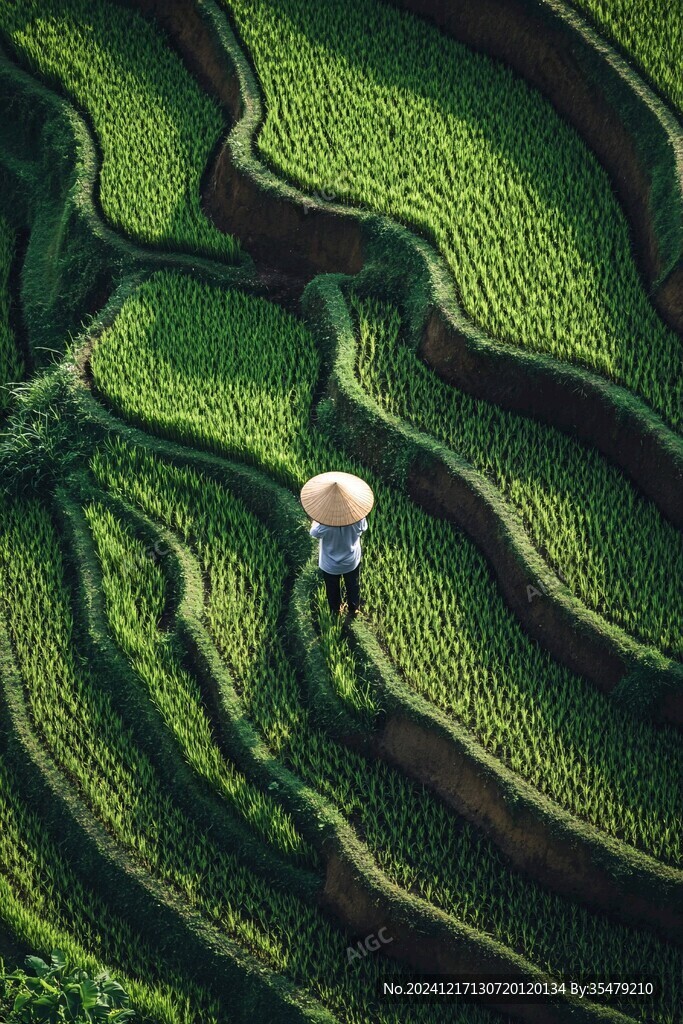 绿色梯田农户