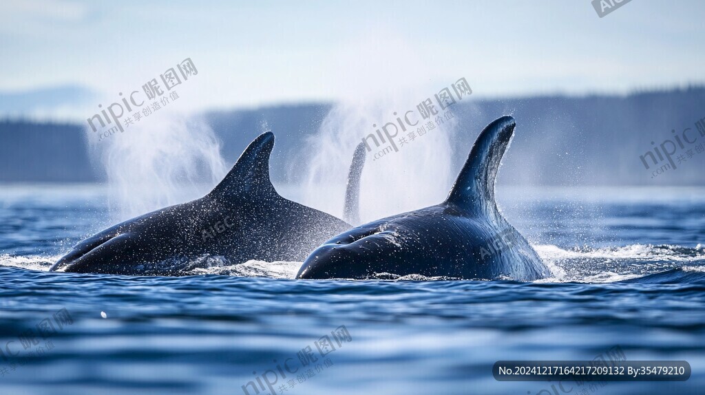 海豚镜头写真