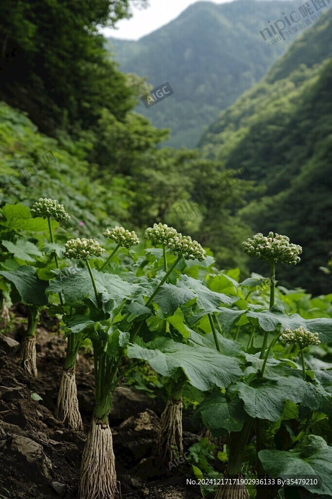 桓仁山参