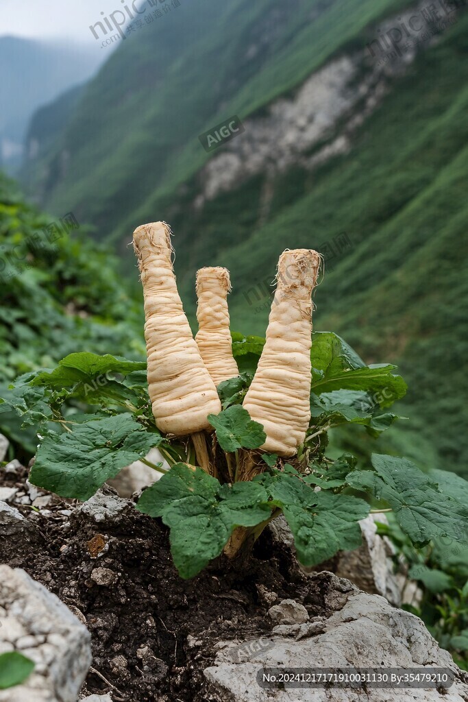 云腿虫草