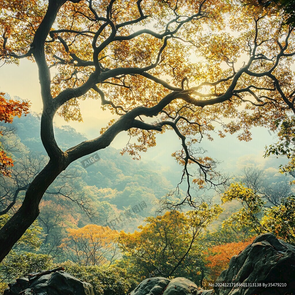 唯美乌桕树景秋色