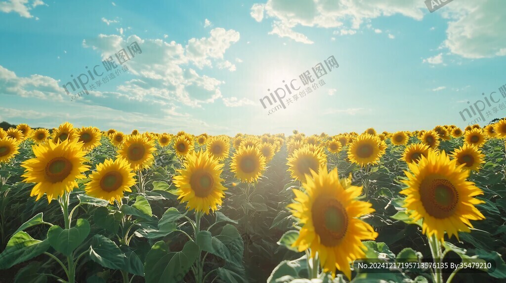 广角向日葵花海