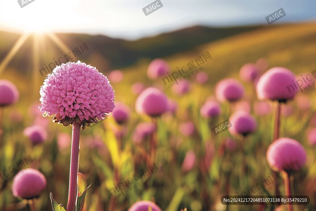 紫色球形花