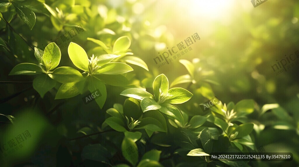 阳光树叶阳光绿叶