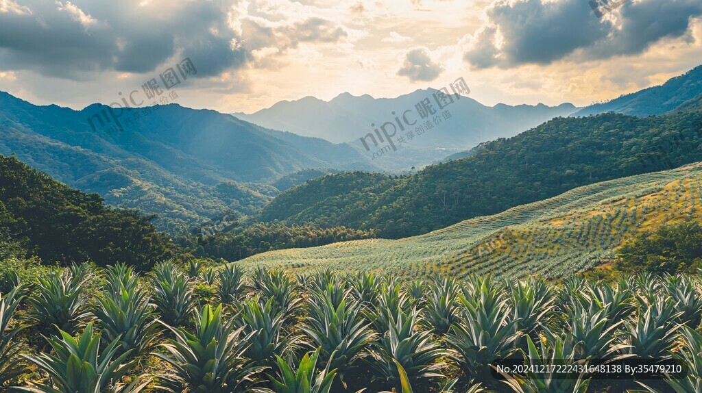 禾苗大山