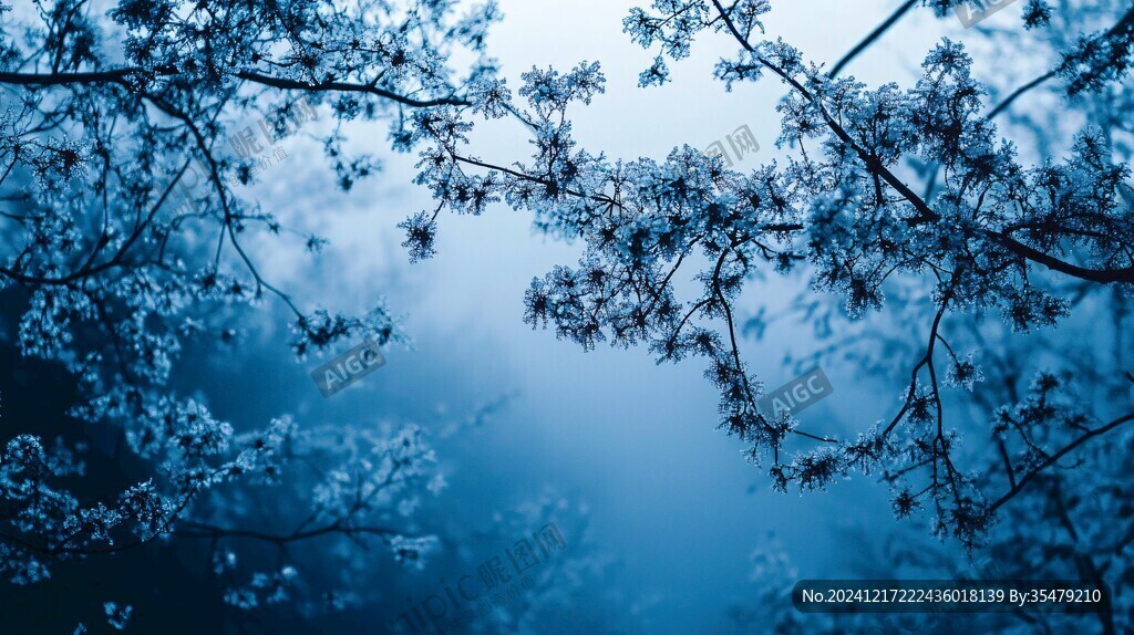 梦幻樱花