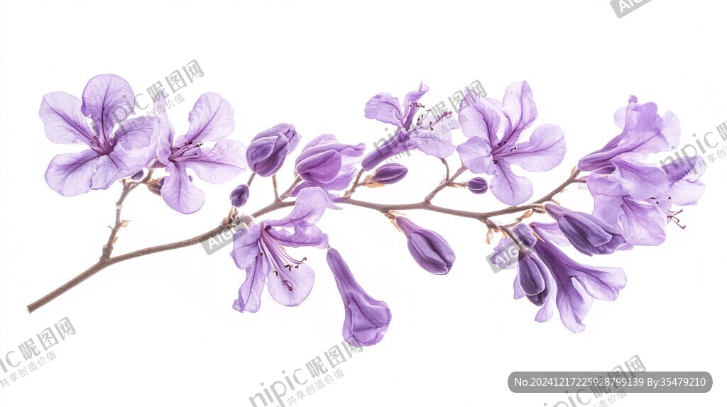泡桐花素材