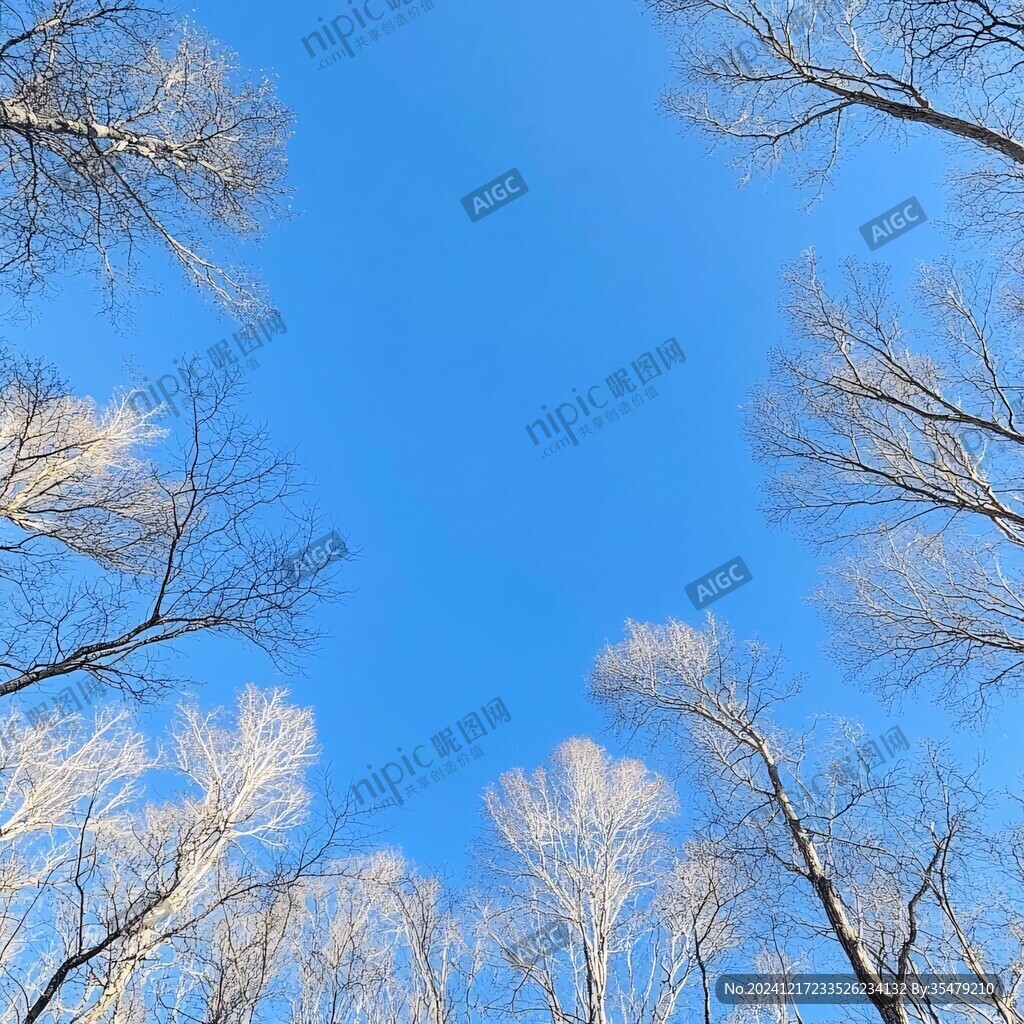 冬天仰拍白桦树
