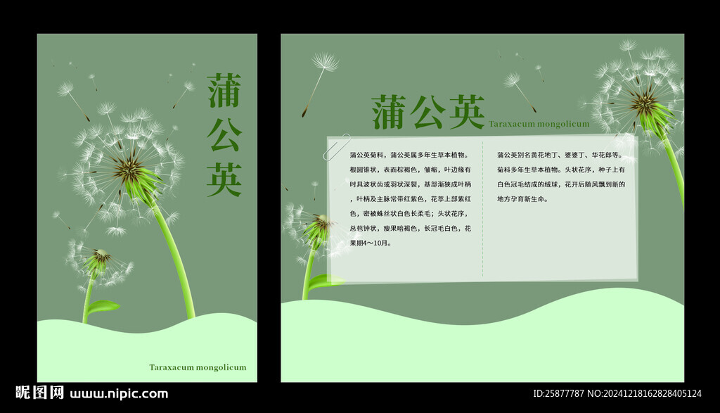 蒲公英