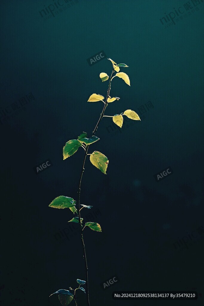 光影叶芽