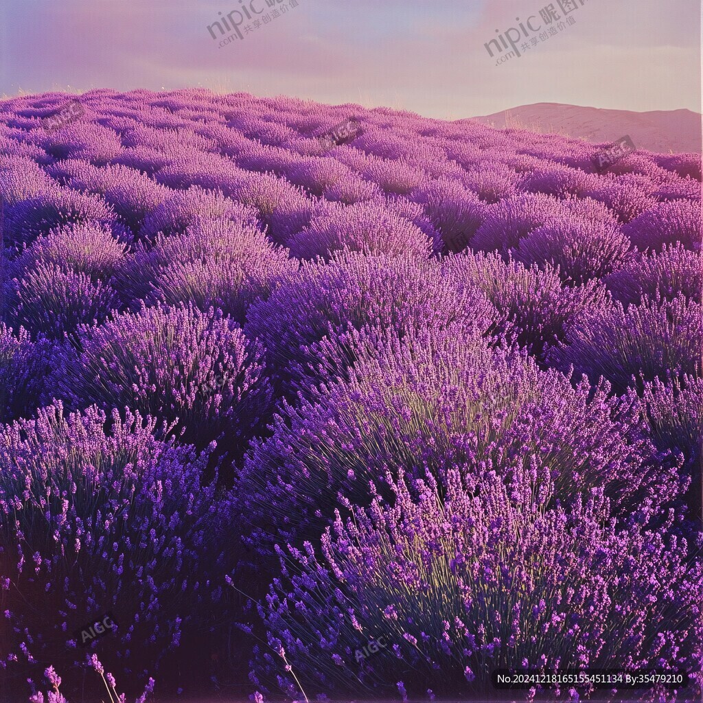 薰衣草夕阳